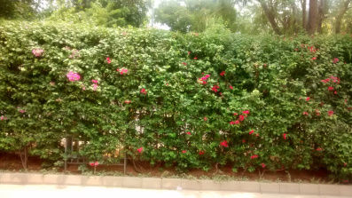 Photo of My Service Lane by Jayant Jayneel