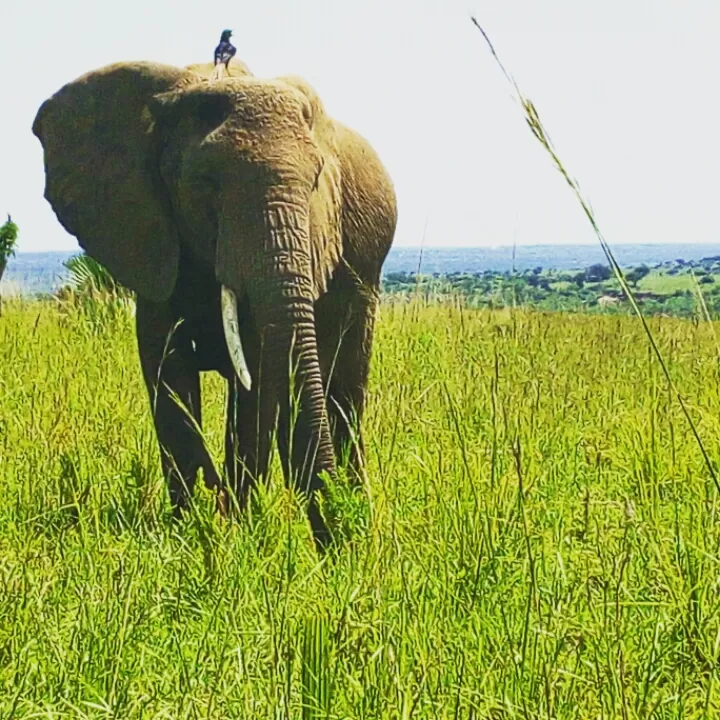 Photo of Uganda by Agnes Mirembe