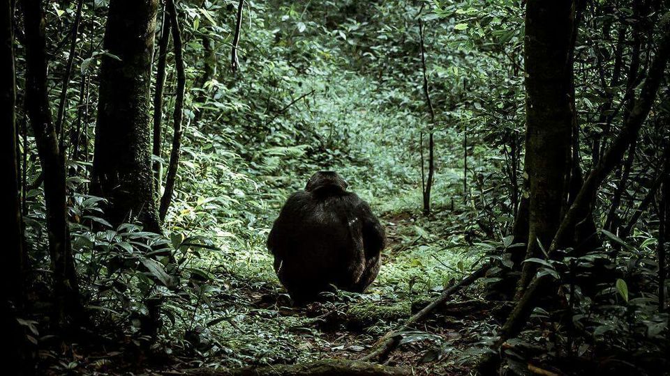 Photo of Chimpanzee tracking one fascinating activity in Uganda. by Agnes Mirembe