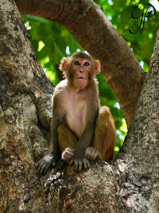 Photo of Jatashankar Rd, Pachmarhi, Madhya Pradesh 461881, India by Yash Menghani