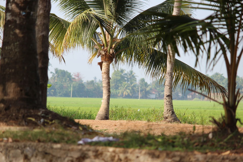 Photo of Alappuzha for a break! 9/37 by gouthamatheeth