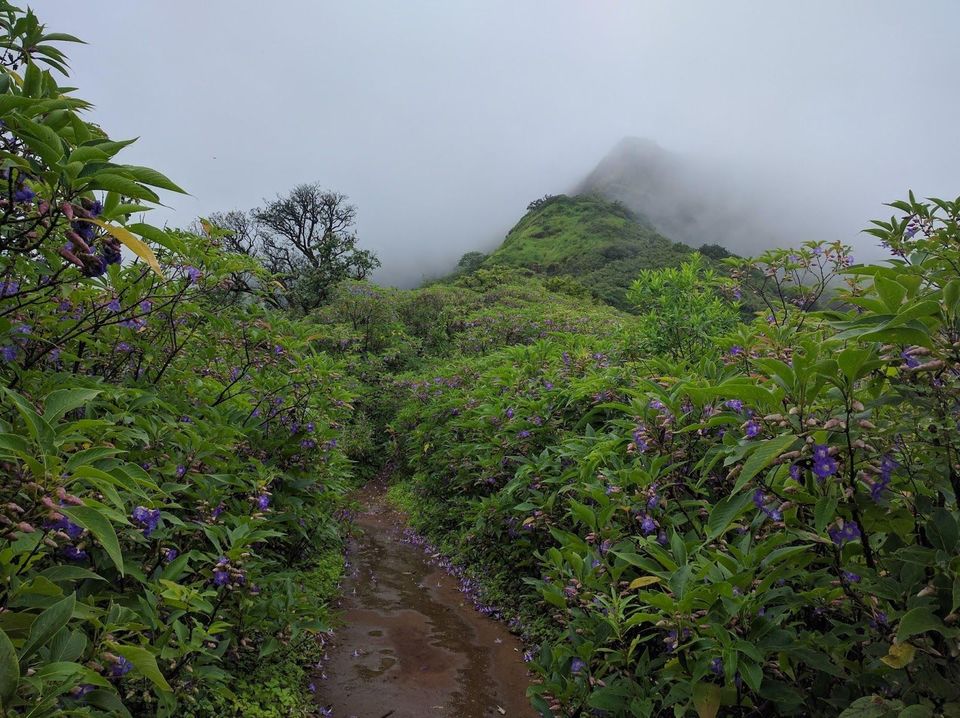 Photo of Rajgad Fort Trek 2/2 by Plan the Unplanned