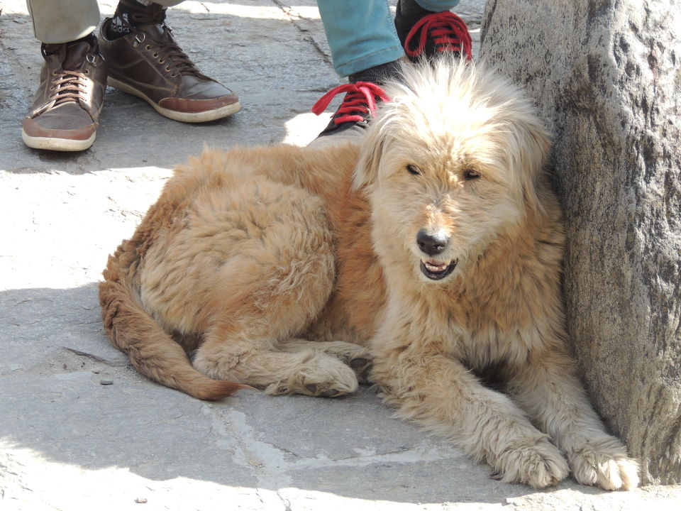 Photo of Dalhousie - McLeodganj - Bir - Manali - Photo Blog 31/38 by Manoj Bodduna