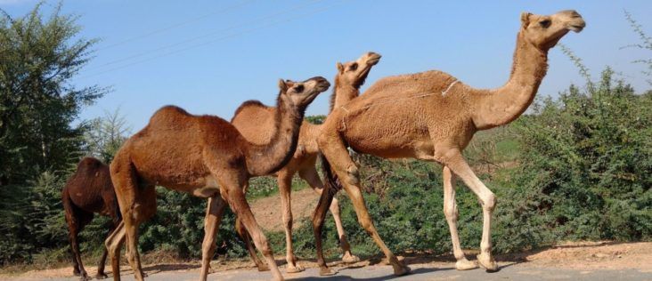 Photo of The Journey Begins - Gujarat Road Trip - Euphoric Journeys 1/5 by Anugrah Srivastava