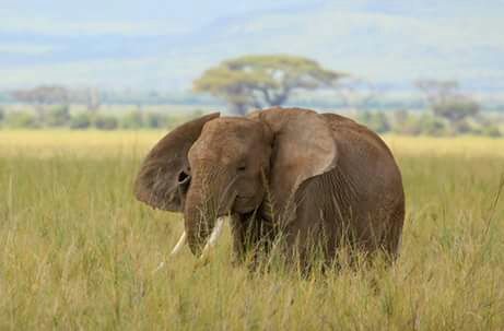 Photo of by Kenya Tanzania Trips