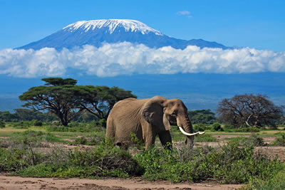 Photo of Amboseli Safaris, Tours & Road Trips, Kenya. 1/1 by Kenya Tanzania Trips