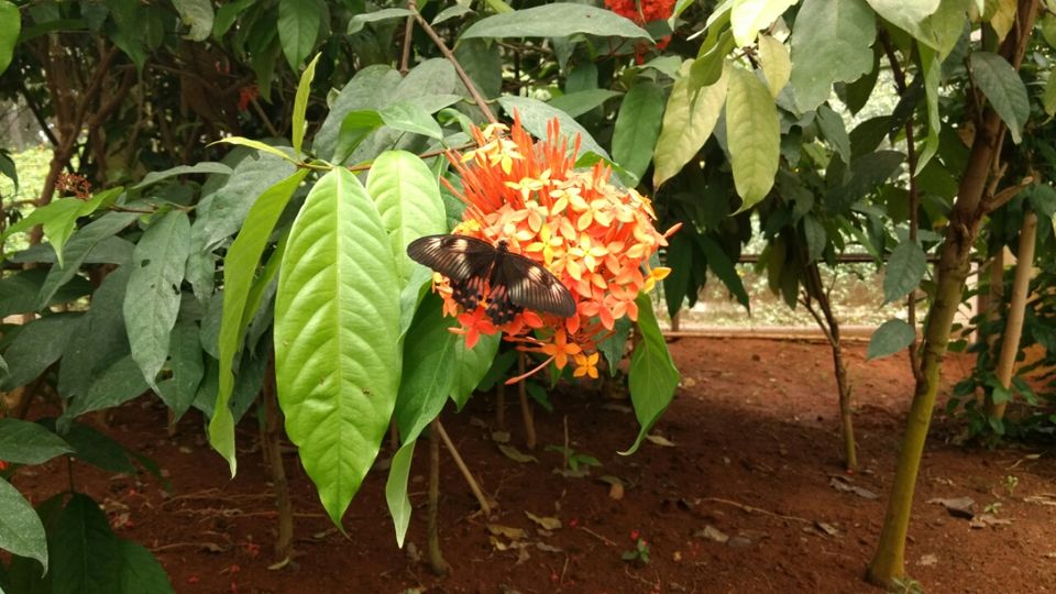 Photo of Bannerghatta Road, Bannerughatta, Bengaluru, Karnataka 560083, India by Manoj Patil