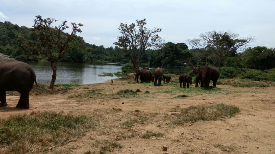 Photo of Bannerghatta Road, Bannerughatta, Bengaluru, Karnataka 560083, India by Manoj Patil