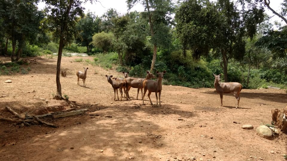 Photo of Bannerghatta Road, Bannerughatta, Bengaluru, Karnataka 560083, India by Manoj Patil