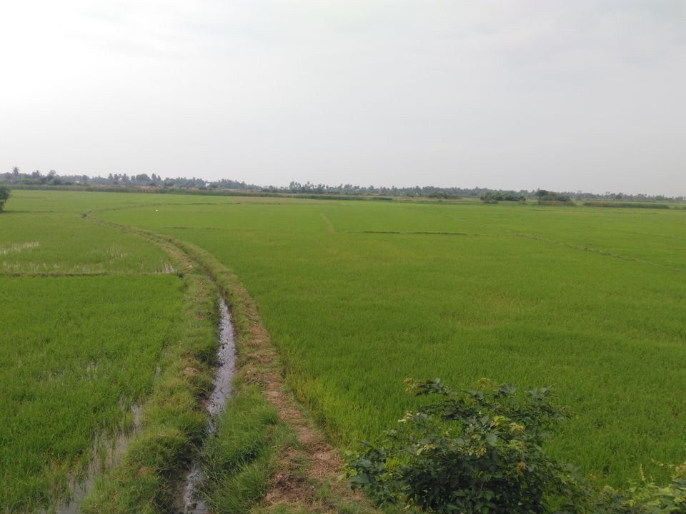 Photo of Tamil Nadu Delight, yet again. 16/40 by anisha.18j