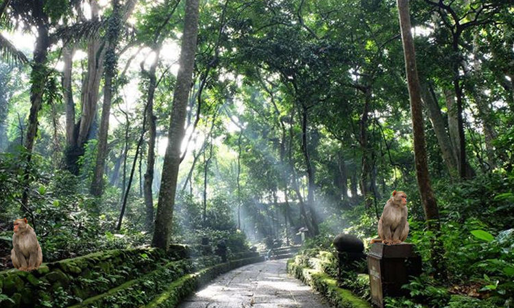 Photo of An Unforgettable Visit to Ubud Monkey Forest in Bali 2/6 by Rahul Sharma