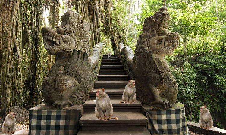 Photo of An Unforgettable Visit to Ubud Monkey Forest in Bali 6/6 by Rahul Sharma