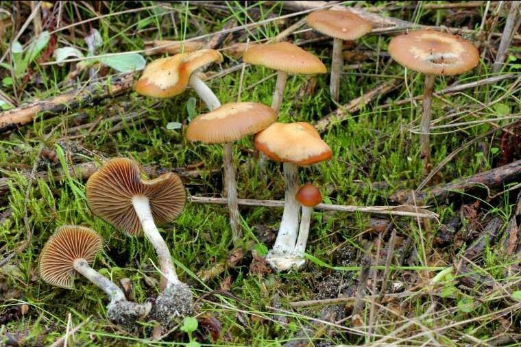Photo of Kodaikanal: The Story Unveiled by Mahesh Rangabhat