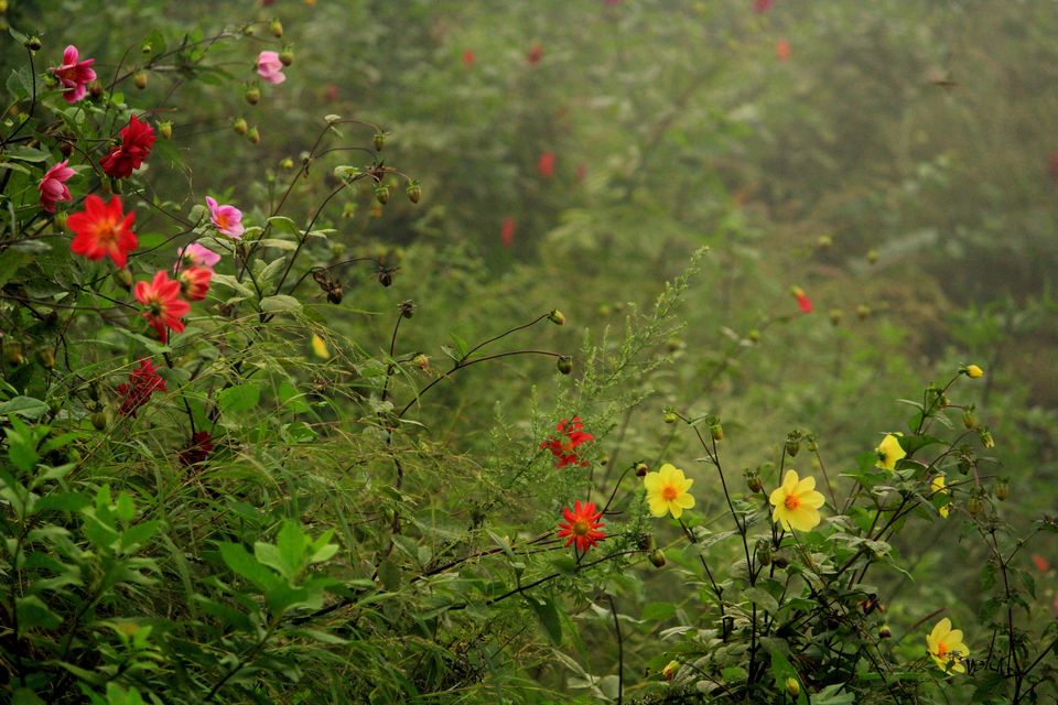 Photo of Amritsar, Punjab, India by Rohit Singh