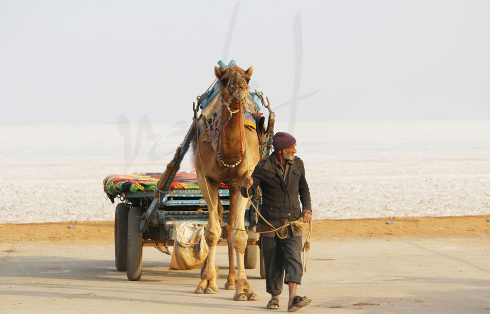 Photo of Rann of Kutch, Kutch, Gujarat, India by Rohit Singh