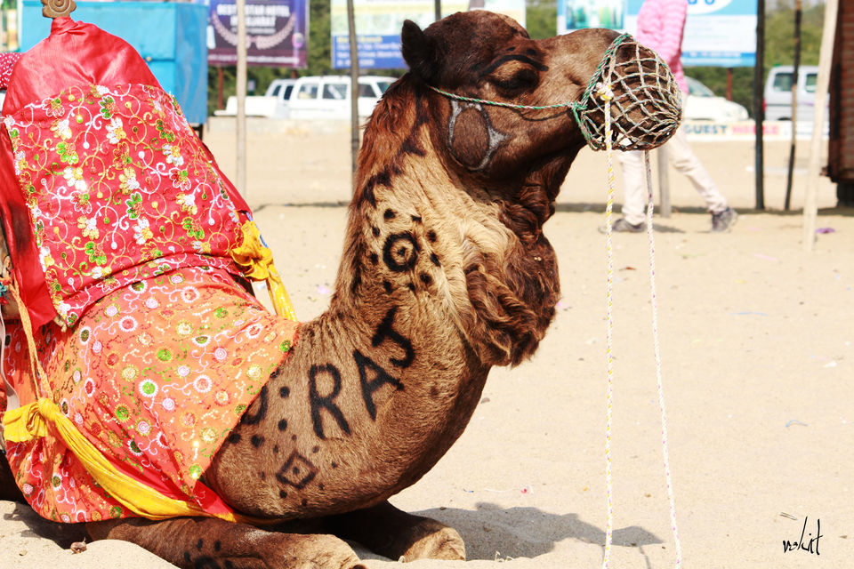 Photo of Mandvi Beach, Mandvi Rural, Gujarat, India by Rohit Singh