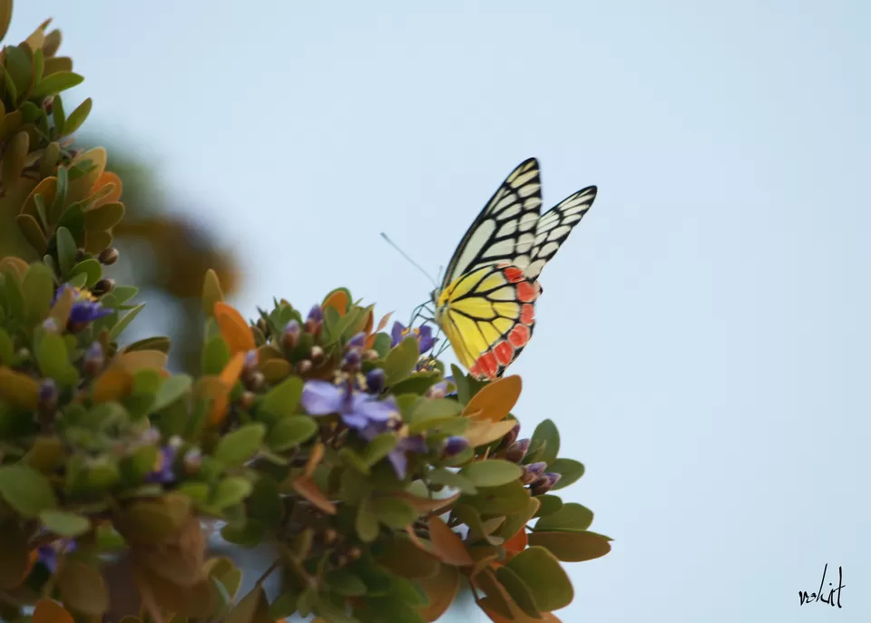 Photo of Vijay Vilas Palace, Kutch, Gujarat, India by Rohit Singh