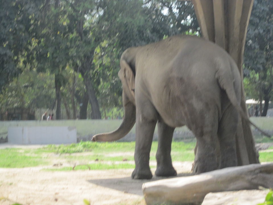 Photo of Yay! It's A Zoo Time! 3/19 by Anjali Chawla