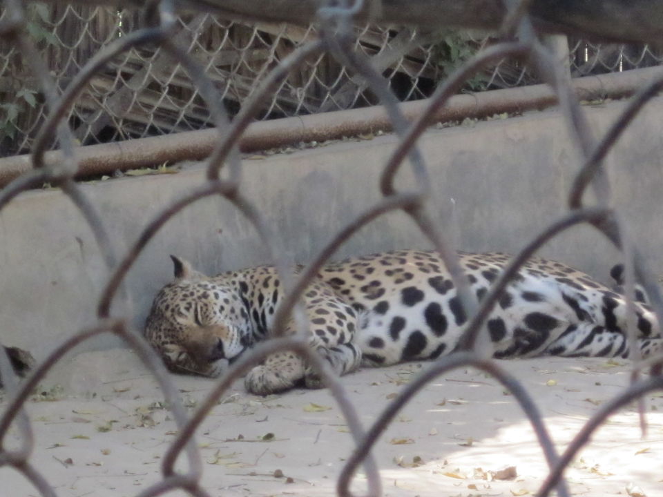 Photo of Yay! It's A Zoo Time! 5/19 by Anjali Chawla