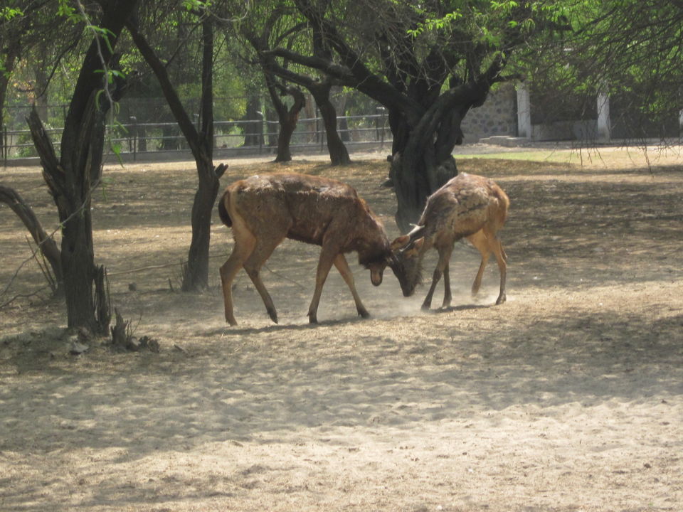 Photo of Yay! It's A Zoo Time! 6/19 by Anjali Chawla