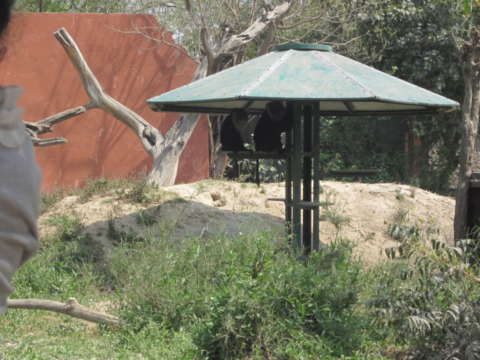 Photo of Yay! It's A Zoo Time! 7/19 by Anjali Chawla