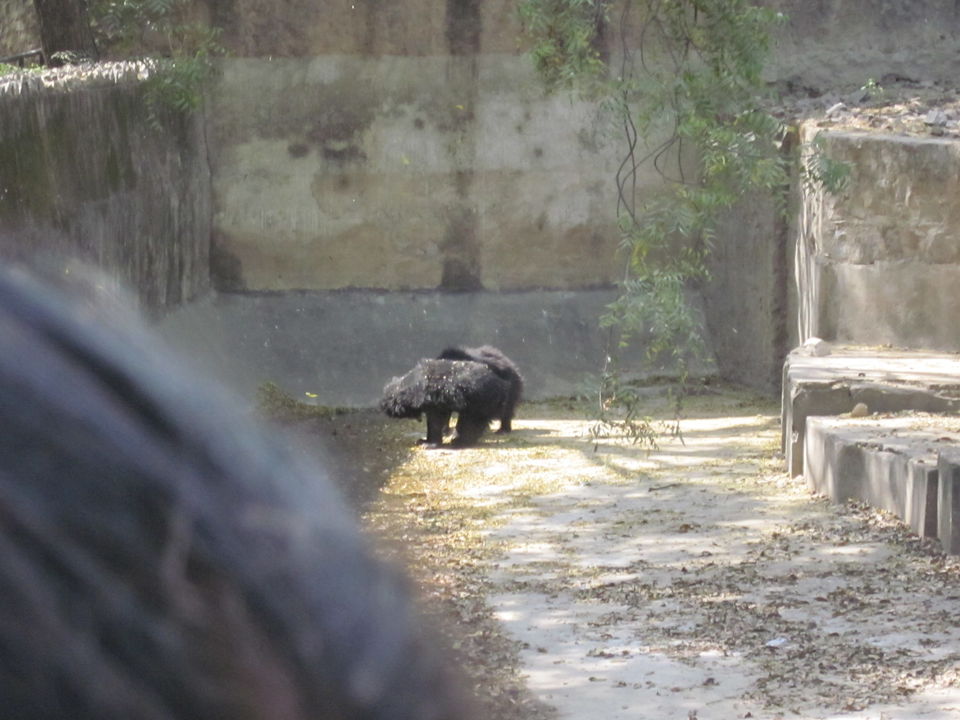Photo of Yay! It's A Zoo Time! 4/19 by Anjali Chawla