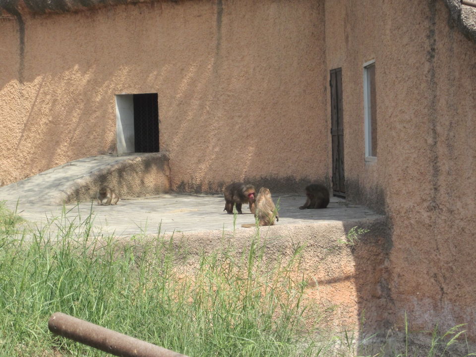 Photo of Yay! It's A Zoo Time! 8/19 by Anjali Chawla