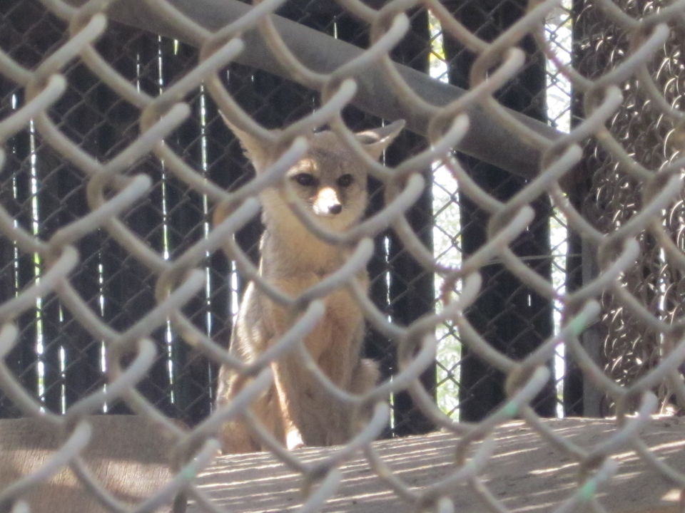 Photo of Yay! It's A Zoo Time! 1/19 by Anjali Chawla