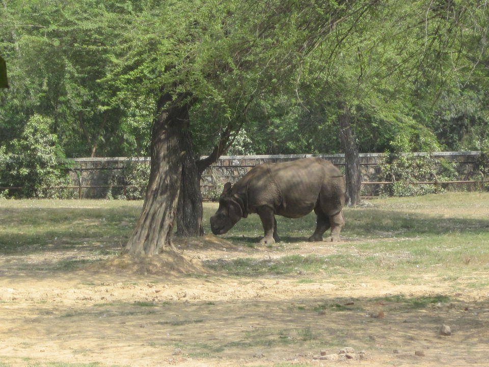 Photo of Yay! It's A Zoo Time! 10/19 by Anjali Chawla