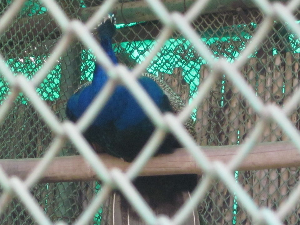 Photo of Yay! It's A Zoo Time! 11/19 by Anjali Chawla