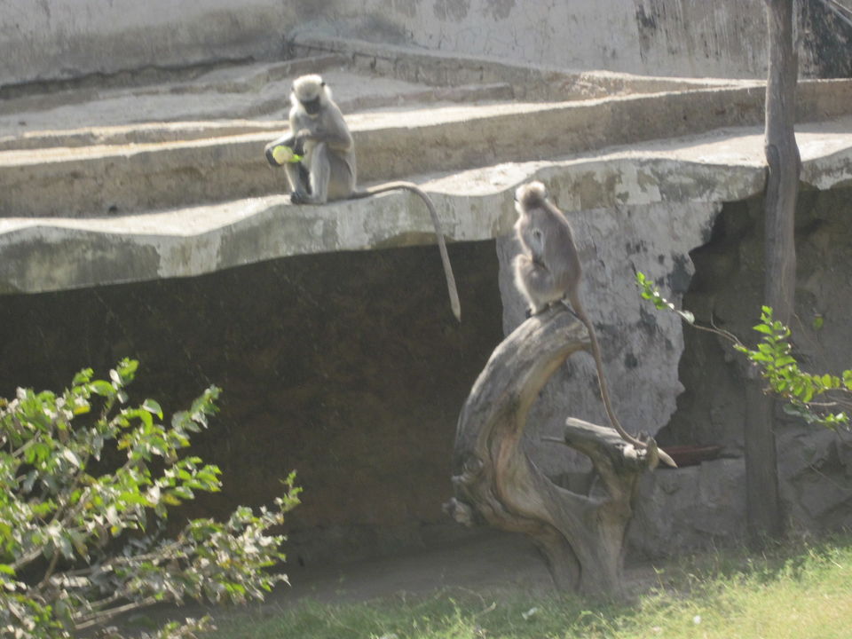 Photo of Yay! It's A Zoo Time! 13/19 by Anjali Chawla