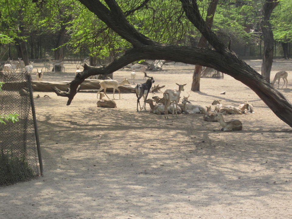 Photo of Yay! It's A Zoo Time! 9/19 by Anjali Chawla