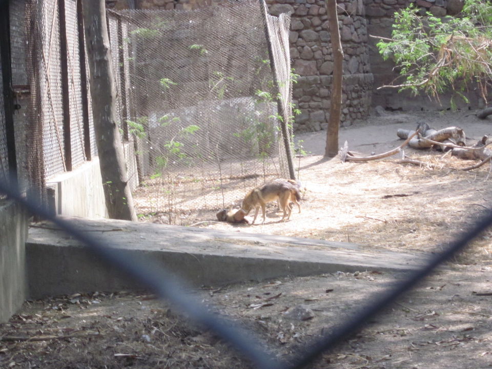 Photo of Yay! It's A Zoo Time! 14/19 by Anjali Chawla