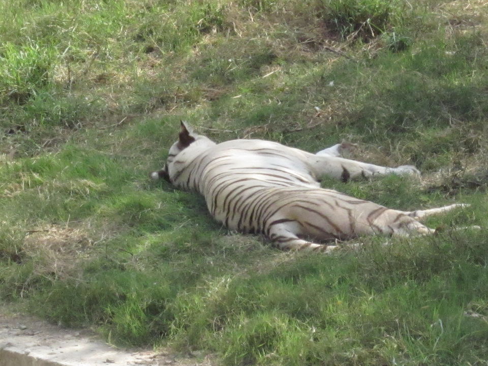 Photo of Yay! It's A Zoo Time! 15/19 by Anjali Chawla
