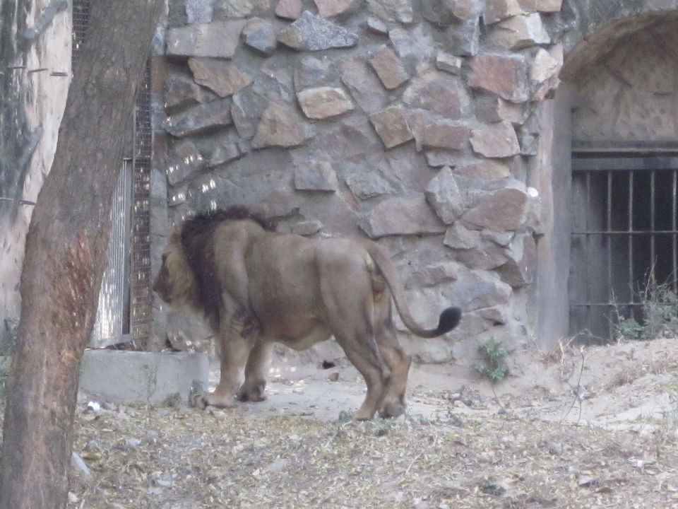 Photo of Yay! It's A Zoo Time! 16/19 by Anjali Chawla
