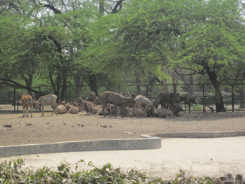 Photo of Yay! It's A Zoo Time! 17/19 by Anjali Chawla