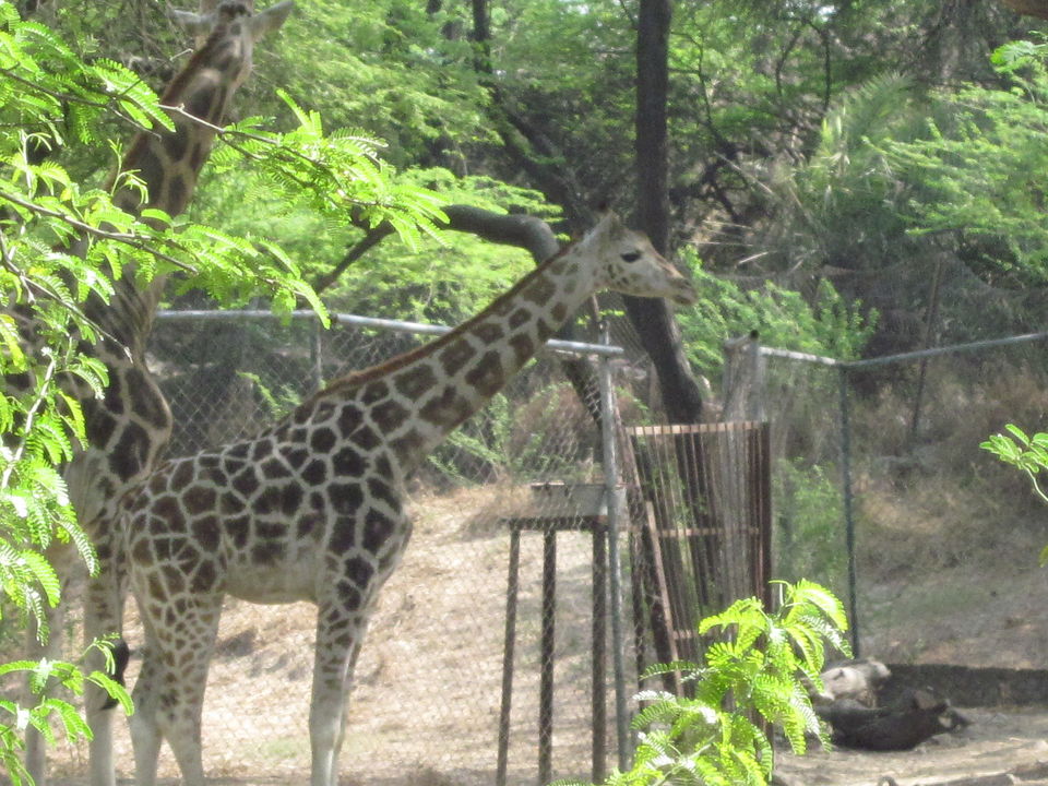 Photo of Yay! It's A Zoo Time! 19/19 by Anjali Chawla