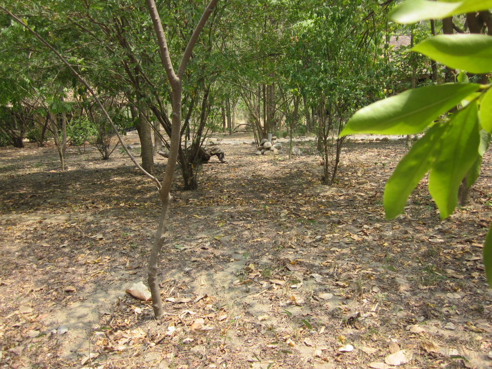 Photo of Meandering Through Whispering Forests And Winding Paths - A Safari To Remember 3/12 by Anjali Chawla