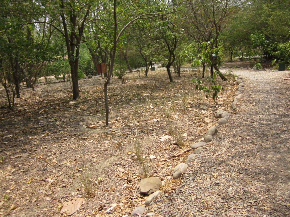 Photo of Meandering Through Whispering Forests And Winding Paths - A Safari To Remember 2/12 by Anjali Chawla