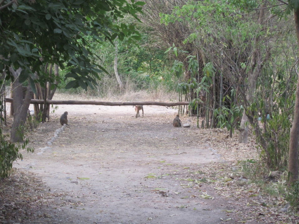 Photo of Meandering Through Whispering Forests And Winding Paths - A Safari To Remember 5/12 by Anjali Chawla