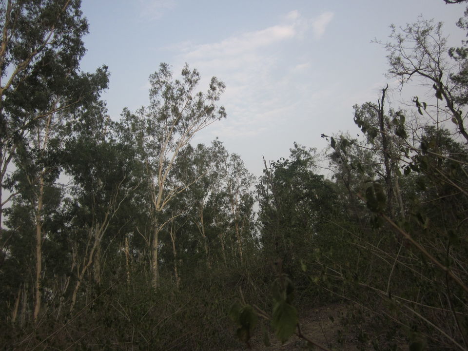 Photo of Meandering Through Whispering Forests And Winding Paths - A Safari To Remember 6/12 by Anjali Chawla