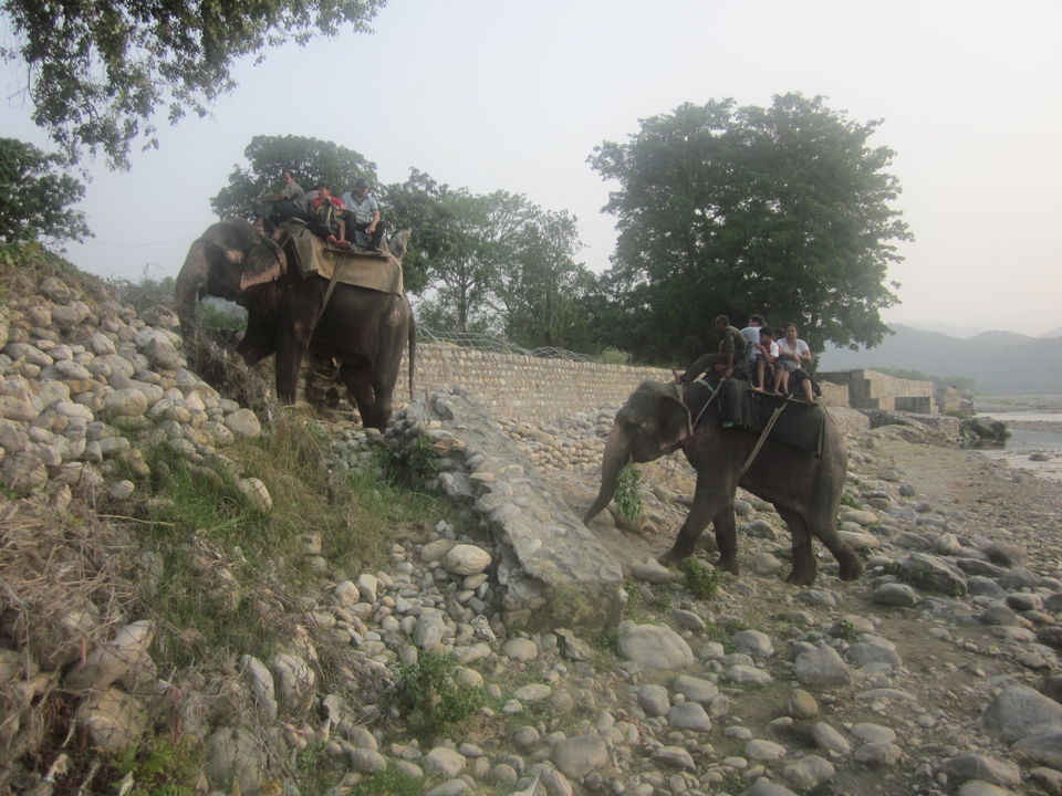 Photo of Meandering Through Whispering Forests And Winding Paths - A Safari To Remember 8/12 by Anjali Chawla