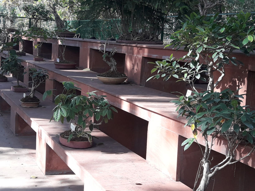 Photo of Blossoming Visit To Mughal Gardens 4/13 by Anjali Chawla