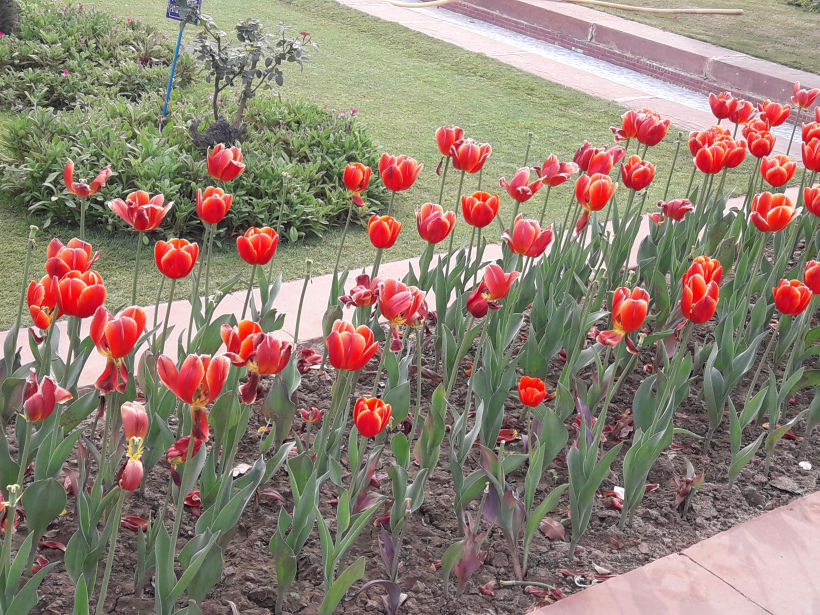 Photo of Blossoming Visit To Mughal Gardens 9/13 by Anjali Chawla