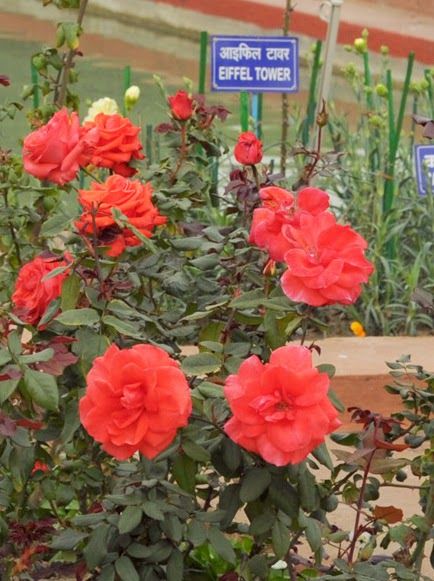 Photo of Blossoming Visit To Mughal Gardens 10/13 by Anjali Chawla
