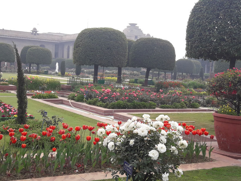 Photo of Blossoming Visit To Mughal Gardens 11/13 by Anjali Chawla