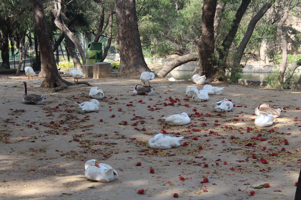 Photo of A Ramble Through Famed Park - Lodhi Gardens 18/21 by Anjali Chawla