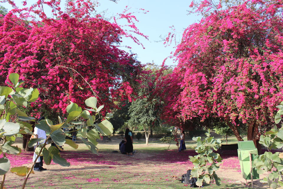 Photo of A Ramble Through Famed Park - Lodhi Gardens 19/21 by Anjali Chawla
