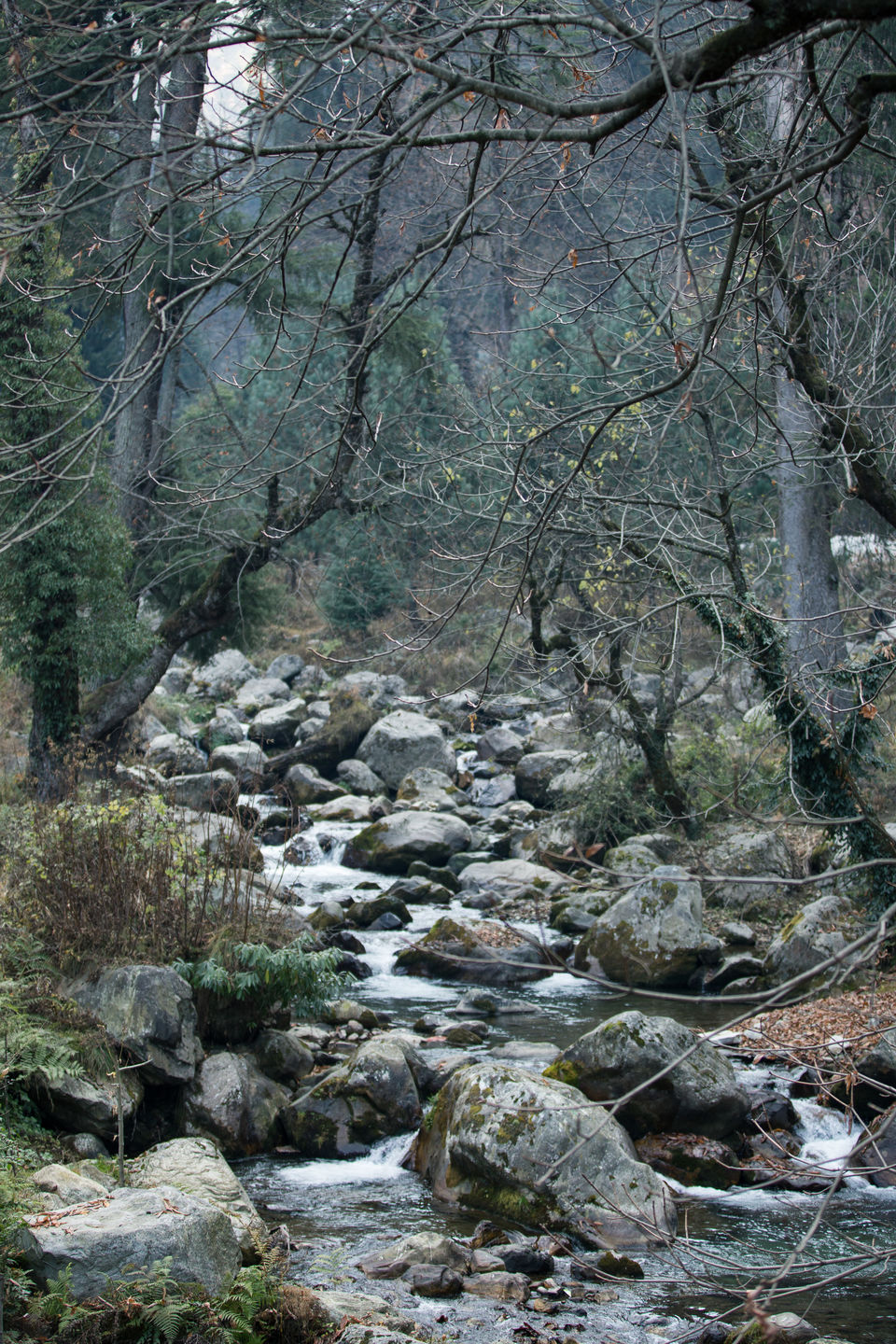 Photo of Jibhi-Jalori: Nature's theatre 4/21 by Shivani Sharma