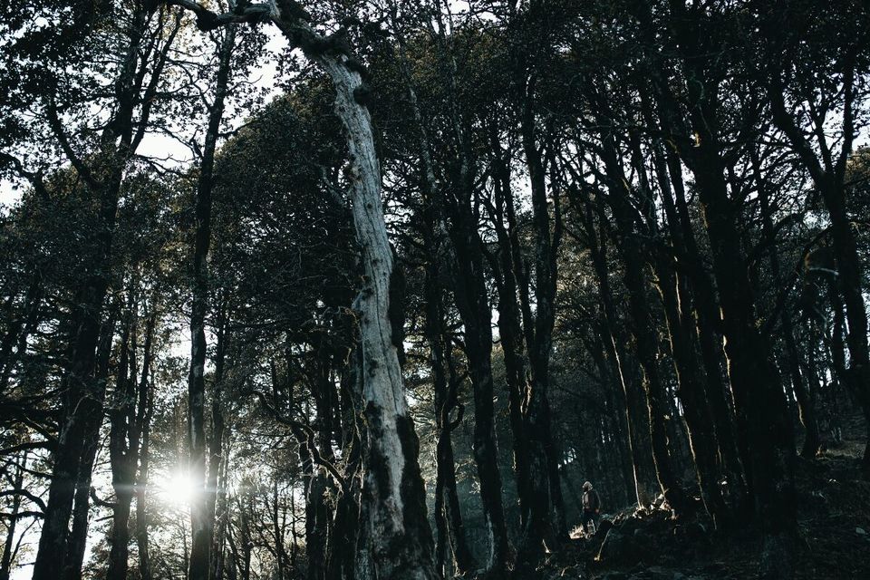 Photo of Jibhi-Jalori: Nature's theatre 20/21 by Shivani Sharma